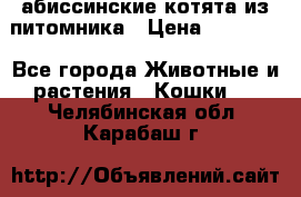 абиссинские котята из питомника › Цена ­ 15 000 - Все города Животные и растения » Кошки   . Челябинская обл.,Карабаш г.